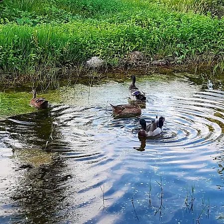 Casa de Férias Charming House In With Shared Pool