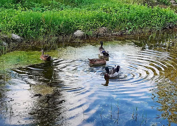 Nyaraló Charming House In With Shared Pool